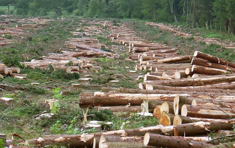 Սահմանվել   է    հասուն  և  գերհասուն  անտառային  ծառատեսակների հատման  տարիքը. կայացել  է  ԱՀ  կառավարության  նիստ


