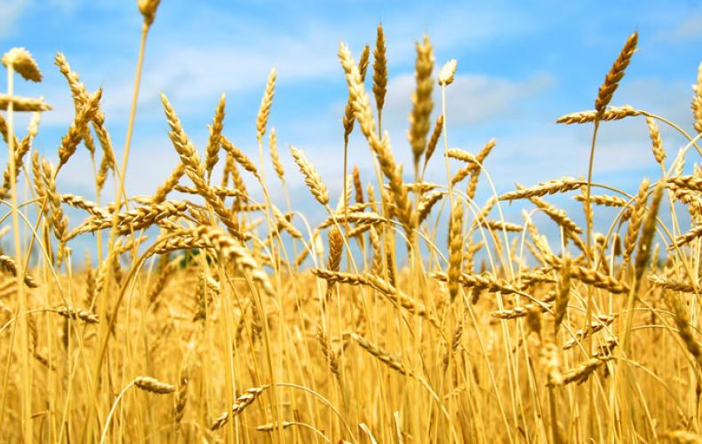 В Армении крестьяне скоро смогут страховать урожаи пшеницы, ячменя, яблок и персиков