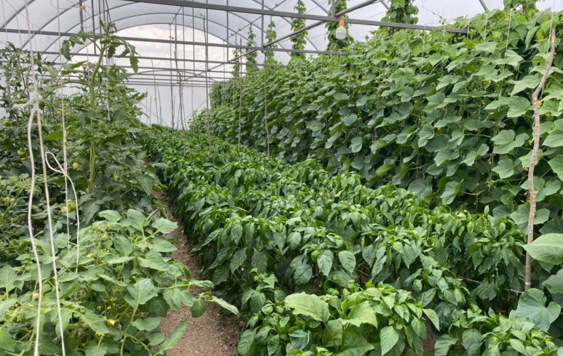 The results of the harvest  in the greenhouses of the regions of the Republic are satisfactory