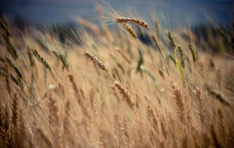 Աշխարհում ցորենի գները ՄԱԿ-ի պարենի գործարքից հետո նվազել են
